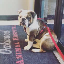 oakwood dog grooming