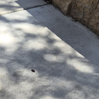 Mitchell Place Apartments - More cockroaches - Apartments Near Me - Murrieta, California Mitchell Place Apartments - More cockroaches - Apartments Near Me - Murrieta, California