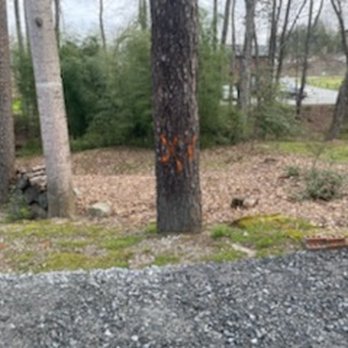 Quality Tree Service - Gone, Big Pine! - Tree Services Near Me Quality Tree Service - Gone, Big Pine! - Tree Services Near Me