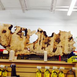 Klingspor's Woodworking Shop - Specialty slabs on display. Make your next project stand out or try something new from what we have in store. We hope to inspire everyone