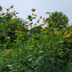Riverfront Park - Flowers