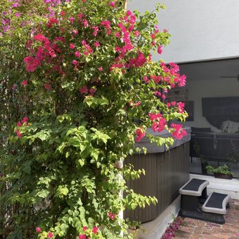 AR Landscape Design - Back patio after with new trellis and bougainvillea camouflaging the hot tub - Landscape Architects or Designers Near Me - Miami, Florida AR Landscape Design - Back patio after with new trellis and bougainvillea camouflaging the hot tub - Landscape Architects or Designers Near Me - Miami, Florida