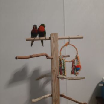 Living Shores Aquarium - Birds - Aquariums Near Me - Glen, New Hampshire