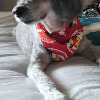 VIP Dog Grooming - Pet Groomers Near Me VIP Dog Grooming - Pet Groomers Near Me