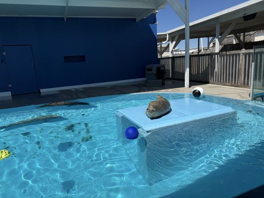 Gulfarium Marine Adventure Park by null