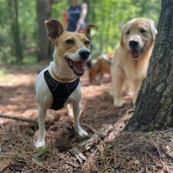 Two Chicks and a Pack