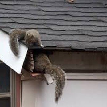 All About Rodents - Pest Control Near Me - Houston, Texas All About Rodents - Pest Control Near Me - Houston, Texas