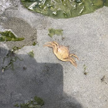 Ed Munro Seahurst Park - Crab - Parks Near Me - Burien, Washington