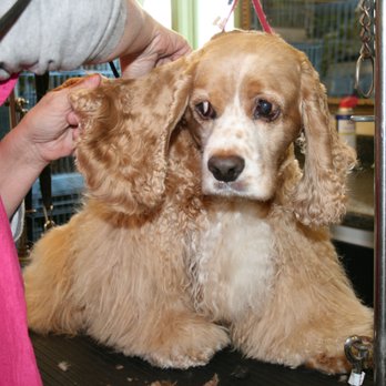 Blue Mist Pet Grooming - Not too sure about that - Pet Groomers Near Me - Round Hill, Virginia