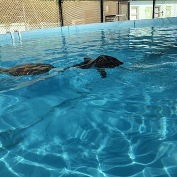 The Turtle Hospital - Turtles swimming - Veterinarians Near Me - Marathon, Florida