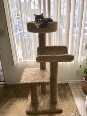 C C Cat Furniture 3405 W Burbank Blvd Burbank Ca Pet Shops Mapquest