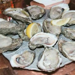 Midtown Pizza - $1 Oysters on the half shell All Day Every Day!