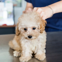 Tuckahoe Animal Hospital & Pet Center