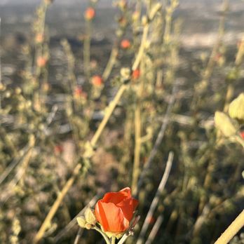 Camelback Mountain - Parks Near Me - Phoenix, Arizona