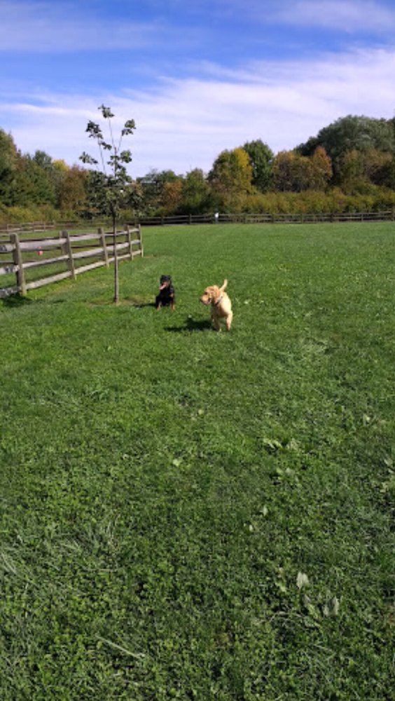 TAILS AND TRAILS DOG PARK Updated October 2024 798 E Mennonite Rd, Aurora, Ohio Dog Parks