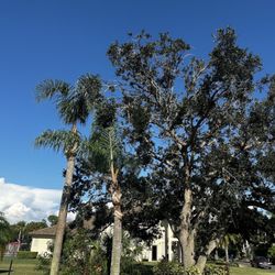 Nate's Tree Service - Trimmed cabbage palms and oak tree