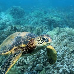 Tides of Change Research and Conservation