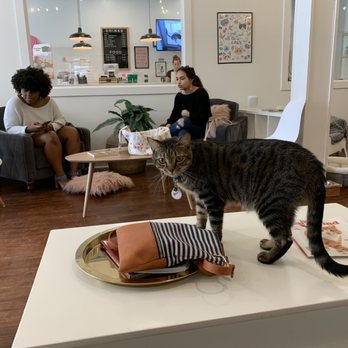 Pounce Cat Cafe - Themed Cafes Near Me - Savannah, Georgia Pounce Cat Cafe - Themed Cafes Near Me - Savannah, Georgia