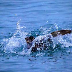 City Pier - Female Surf Scoter coming in for a splash landing off the pier - ten out of ten!! LOL!!