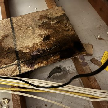 Stan Mountain Construction - Mold for water leak - General Contractors Near Me - Wichita Falls, Texas Stan Mountain Construction - Mold for water leak - General Contractors Near Me - Wichita Falls, Texas