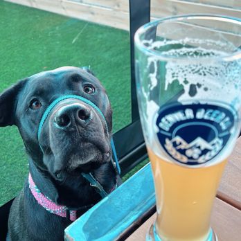 Denver Beer Co. Littleton - Our dog chillin' with us in the covered grassy area - Brewpubs Near Me - Littleton, Colorado Denver Beer Co. Littleton - Our dog chillin' with us in the covered grassy area - Brewpubs Near Me - Littleton, Colorado