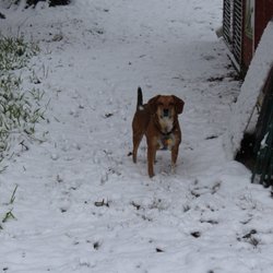 Stafford County Shelter