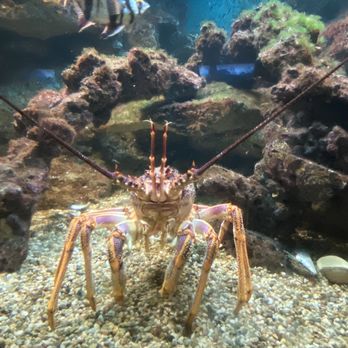 Shedd Aquarium - Aquariums Near Me - Chicago, Illinois