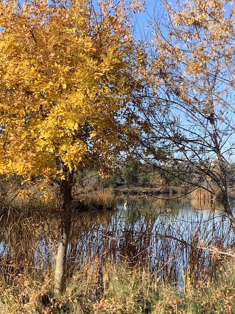 CAMDEN PARK GREENBELT 24 Photos 8740 Cooperston Way, Elk Grove