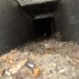 Photo of Mainely Ducts