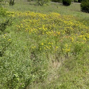 Acton Nature Center - So much great scenery and flowers on the trail. - Hiking Near Me - Granbury, Texas