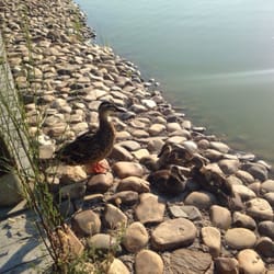 Parque de los Lagos - Patitos