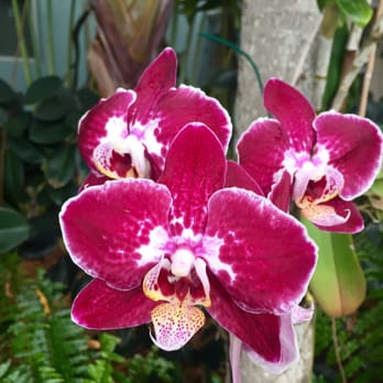 Ocean Reef Club - Beautiful orchid when you walk around the island you will love it - Hotels Near Me - Key Largo, Florida Ocean Reef Club - Beautiful orchid when you walk around the island you will love it - Hotels Near Me - Key Largo, Florida