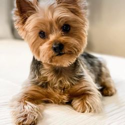 Classic Cuts Pet Grooming
