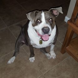 California Vet Supply - My beautiful Roxy