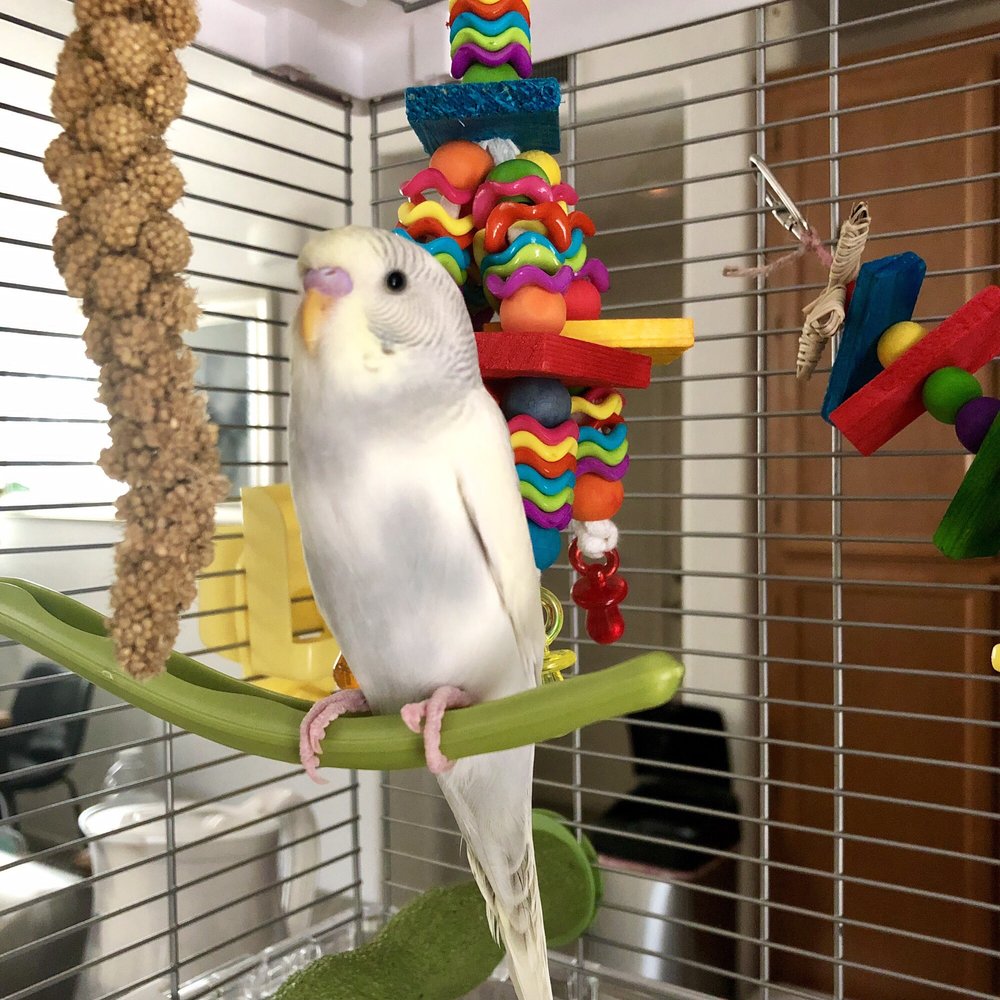 Our Feathered Friends - Bird Shops Near Me - San Diego, California