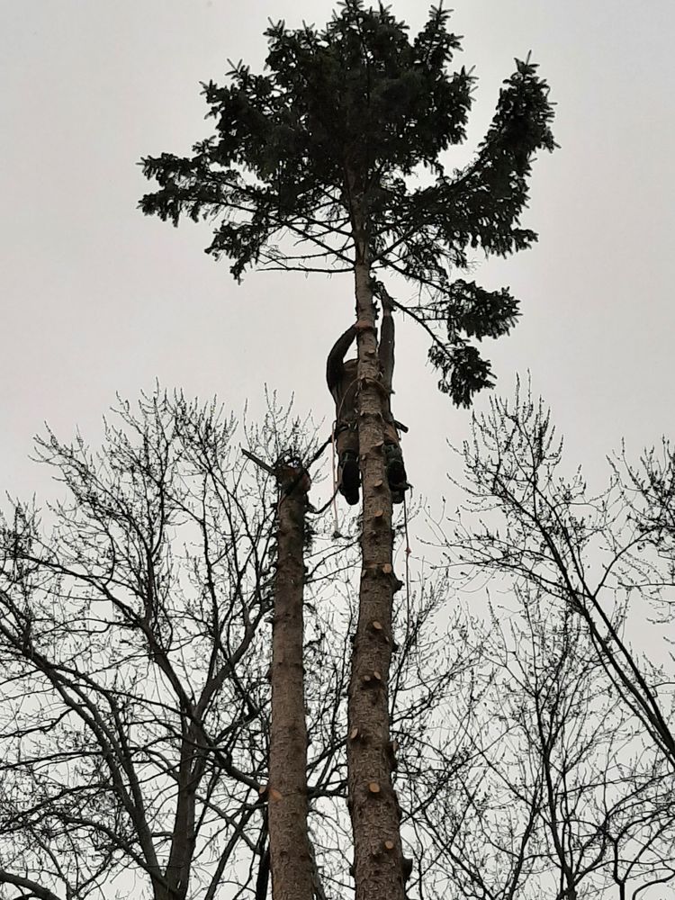 ALL SEASONS TREE SERVICES Updated July 2024 69 Photos 76 Fernwood