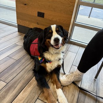 Jersey Mike's Subs - Service dog training so I can order subs independently!!!! - Sandwiches Near Me - Aurora, Illinois