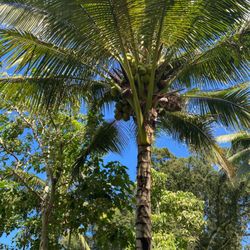 Ulupo Heiau Historic Site