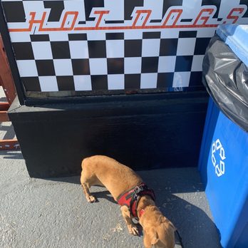 Dogtown - My hotdog Jasmine waiting patiently outside for our dinner. - Hot Dogs Near Me - Milford, Connecticut