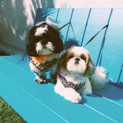 California Grooming - Dog Grooming