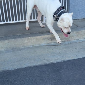 Four Paws Inn - Happy clean dog happy life - Pet Sitting Near Me - Banning, California