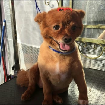 Wigglez N Wagz - My daddys girl kisses loves her new hair cut with a little sunglasses - Pet Groomers Near Me Wigglez N Wagz - My daddys girl kisses loves her new hair cut with a little sunglasses - Pet Groomers Near Me