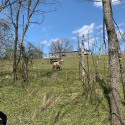 Hampton Ridge Farm - Sheep Grazing