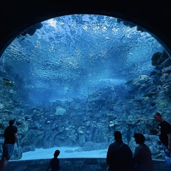 Seattle Aquarium - Cool - Aquariums Near Me - Seattle, Washington