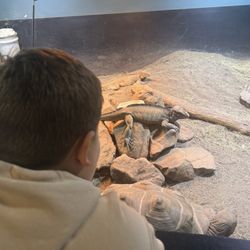 Riverside Reptiles Education Center - Open viewing area