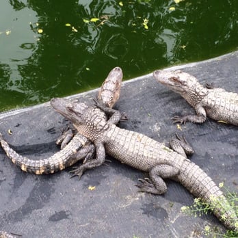 Critchlow Alligator Sanctuary - Animal Shelters Near Me - Athens, Michigan