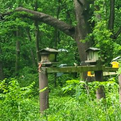 Walnut Woods State Park - Bird area