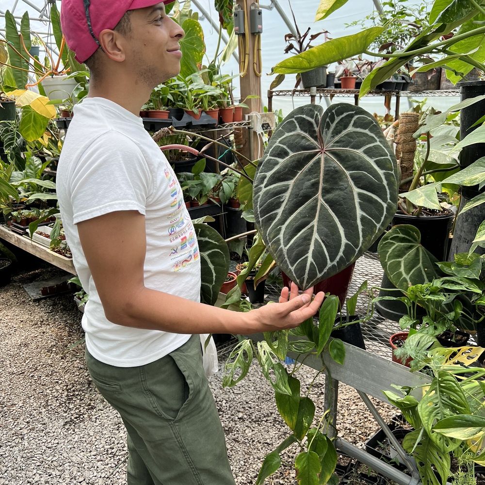 Plants Alive! - Nurseries & Gardening Near Me - Silver Spring, Maryland Plants Alive! - Nurseries & Gardening Near Me - Silver Spring, Maryland