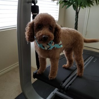 Bark Avenue - Pet Groomers Near Me - Cedar Park, Texas