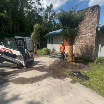 Sharpe Services - Sylvester Palm Installation - Tree Services Near Me